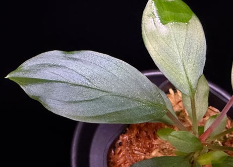 第三弾　Homalomena Hybrid【M0125-f1】