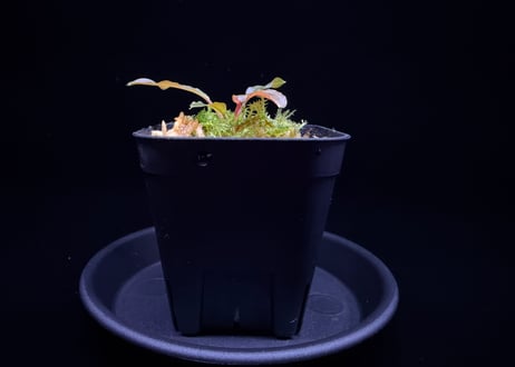 第三弾　Homalomena Hybrid【M0125-f1】