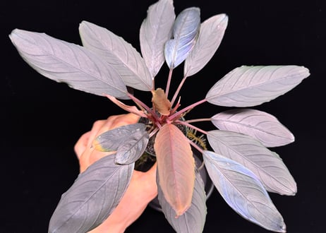 bucephalandra sp. dark achilles ブセファランドラ ダークアキレス