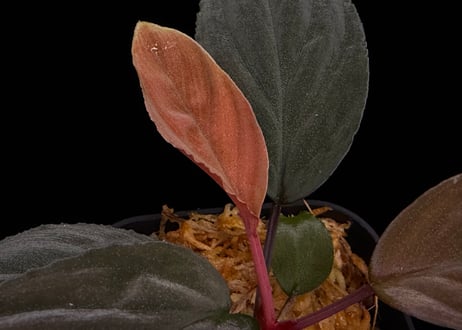 Homalomena sp. Kabupaten Landak Kalimantan Barat T-3810-2　TZ便