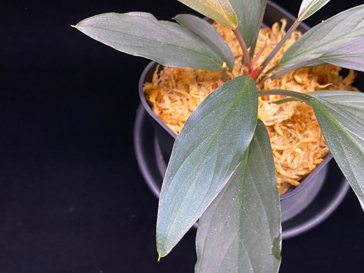 ホマロメナsp.“濡烏” Homalomena【LA0518-02】 ホマロメナsp.“濡烏” Homalomena【LA0518-02】No-001 | ブルー