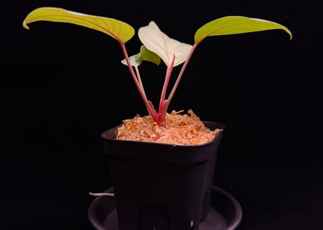 Homalomena sp "Silver Muska" from Aceh Besar【 AZ0324-2】AZ便