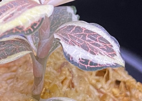 Anoectochilus sp アネクトキルスsp斑入り (小サイズ)
