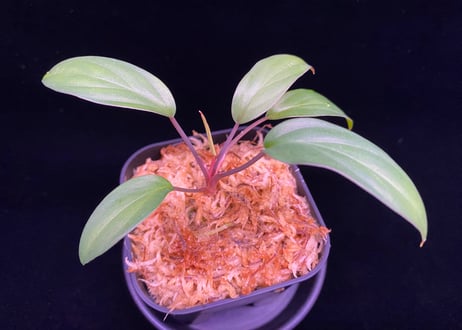 Homalomena sp. Pulau Beltung T-180723  TZ便