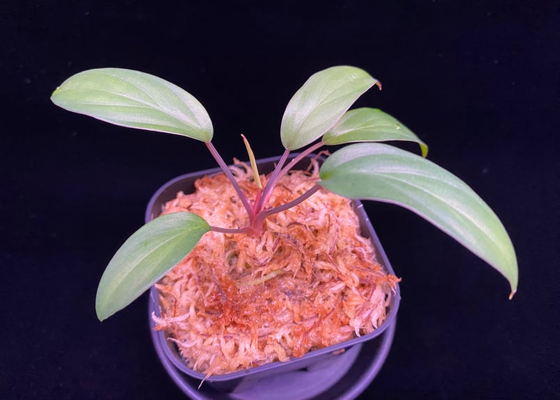 Homalomena sp. Pulau Beltung T-180723 TZ便 | 36