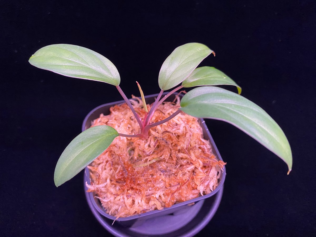 Homalomena sp.”赤備” PP-241105-18 良株 ホマロメナsp赤備[PP-230507-4] - メルカリ
