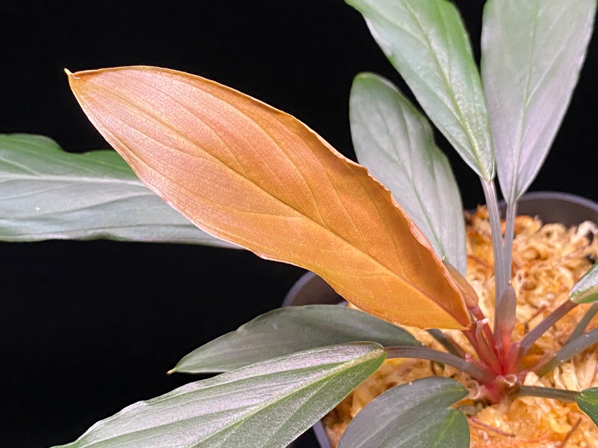 Homalomena sp. “濡烏” Riau sumatera【LA0518-02】LA便