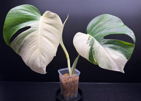 Monstera borsigiana whitetiger halfmoon