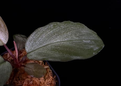 Homalomena sp "Sunshine "B.NN from Sibolga timur【AZ1223-2】 AZ便