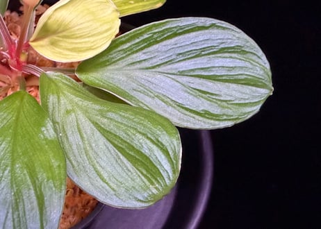 Homalomena sp. Riau AR-2017.02.29 Sumatra Utra ID便