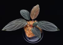 Homalomena sp. 