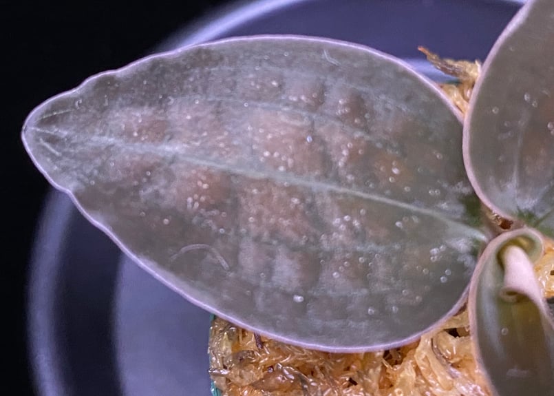 Cystorchis sp. Papuaシストーチス パプア① | 369の杜(ミロクのもり)