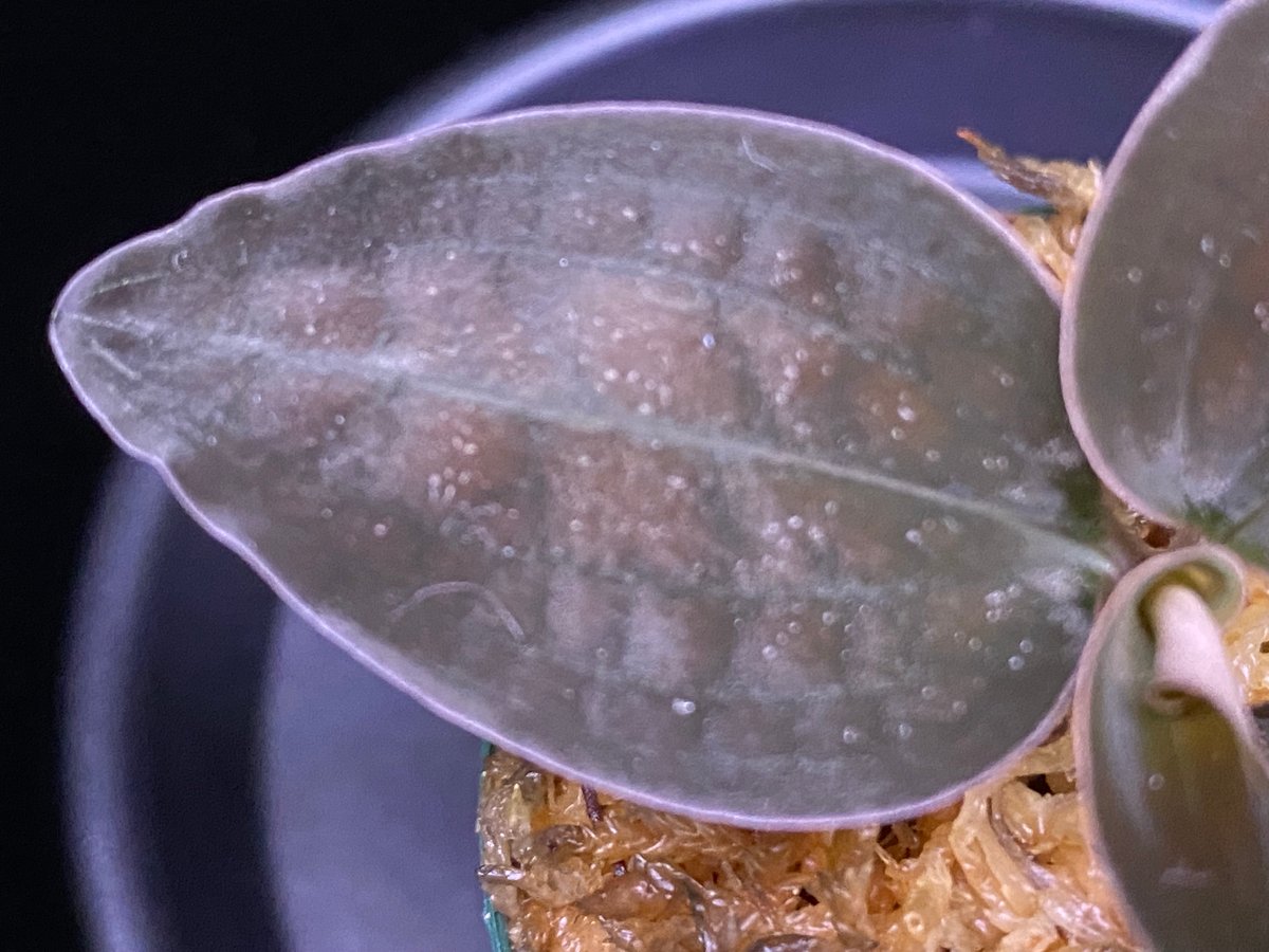 Cystorchis sp. Papuaシストーチス パプア① | 369の杜(ミロクのもり)