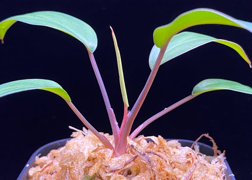 Homalomena sp. Pulau Beltung T-180723 TZ便 | 36