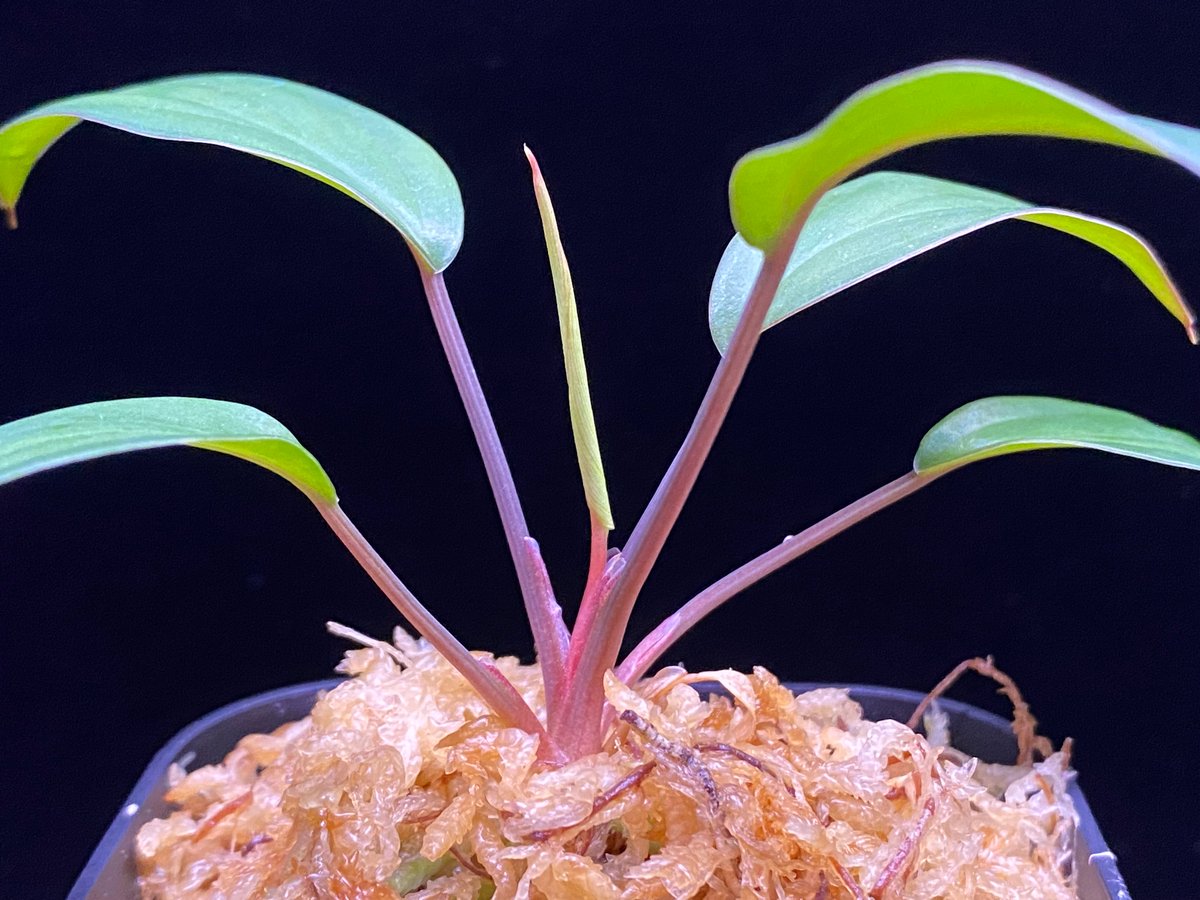 Homalomena sp. Pulau Beltung T-180723 TZ便 | 36