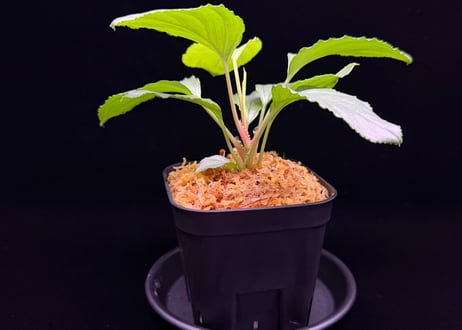 Homalomena sp. Bengkulu Sumatra T-140523 Di belakang gunung "グリーンシルバーリーフ" TZ便