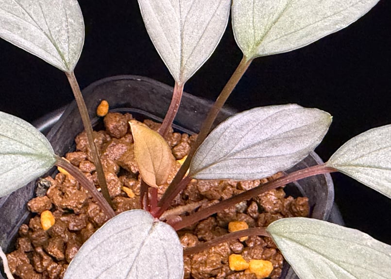 Homalomena Sapphire Velvet ナローTYPE KN便 Homalomena sp. 