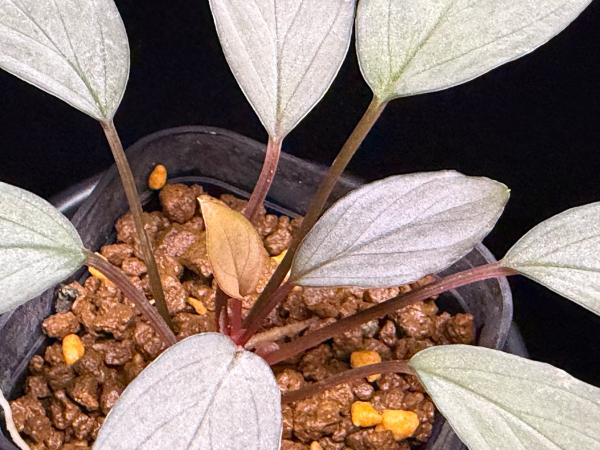 Homalomena sp. 