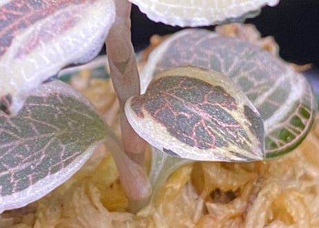 Anoectochilus sp アネクトキルスsp斑入り (小サイズ)