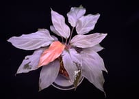 Homalomena sp. 蛇蝎　Sumatera Utara【ZOE0924-7p】トイ吉便
