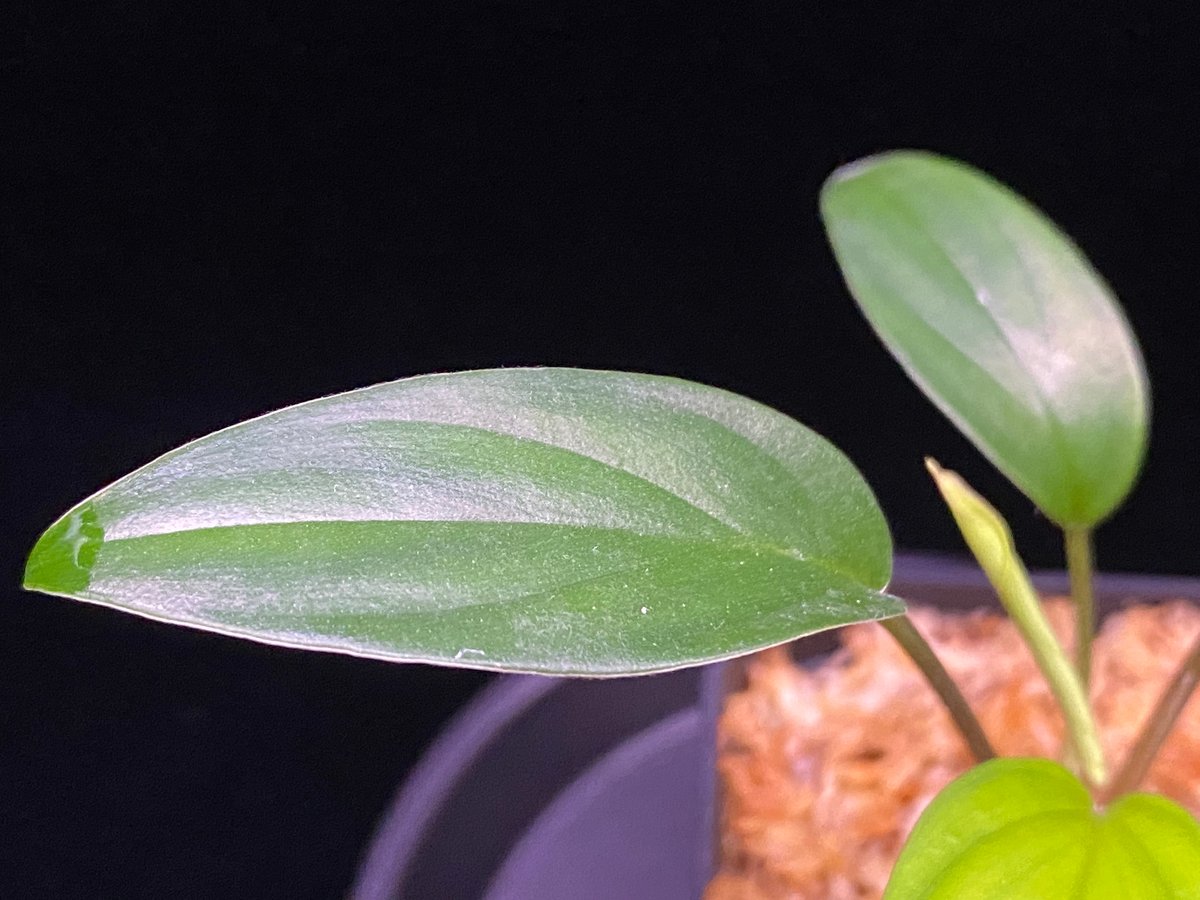 Homalomena sp. Pulau Beltung T-180723 TZ便 | 36