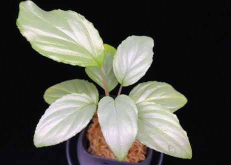 Homalomena sp. Bengkulu Sumatra T-140523 Di bel Homalomena sp. Bengkulu Sumatra T-140523 Di bel