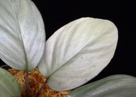 Homalomena sp "Silver Muska" from Aceh Besar【 AZ0324-2】AZ便