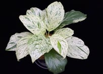 Homalomena sp. 'Variegata' "斑雪" Sumatra Selatan T-180323 TZ便
