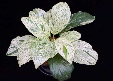 Homalomena sp. 'Variegata' "斑雪" Sumatra Selatan T-180323 TZ便