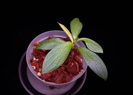CATEGORY Homalomena | 369の杜(ミロクのもり)