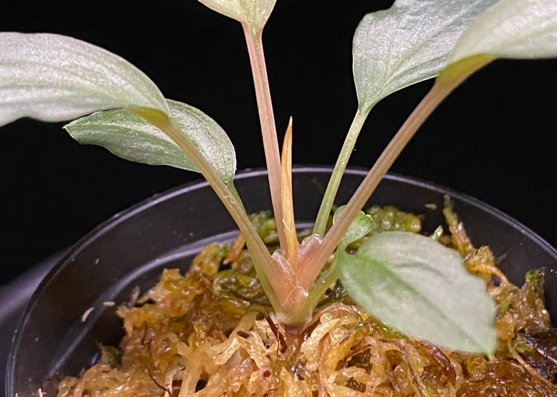 Homalomena sp. Sapphire Velvet KN便 ホマロメナ Homalomena sp. 