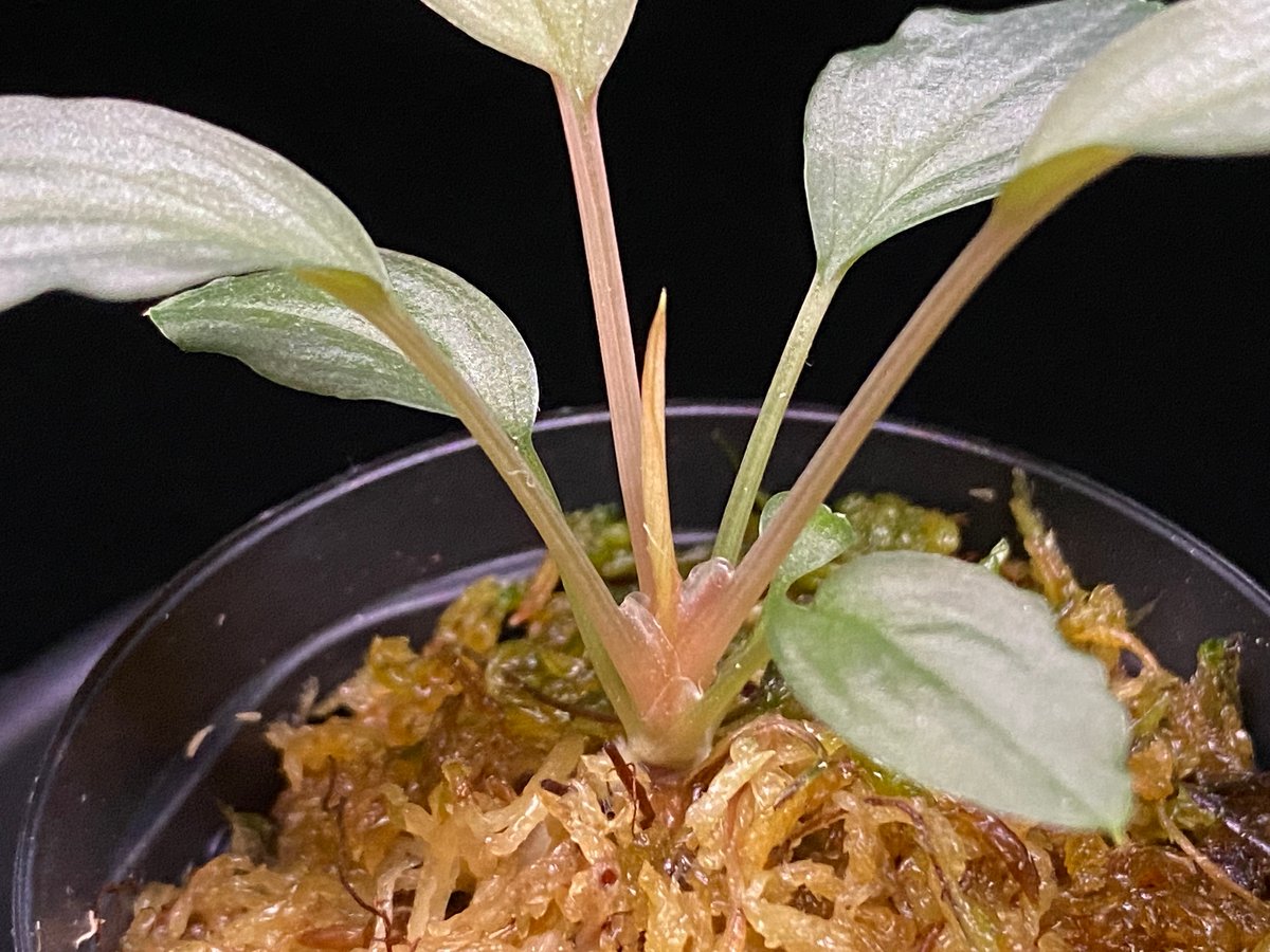 Homalomena sp. Sapphire Velvet KN便 ホマロメナ Homalomena sp. 