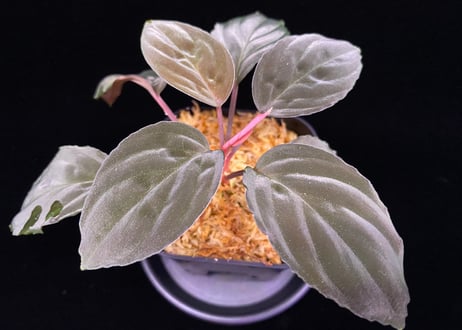 CATEGORY Homalomena | 369の杜(ミロクのもり)