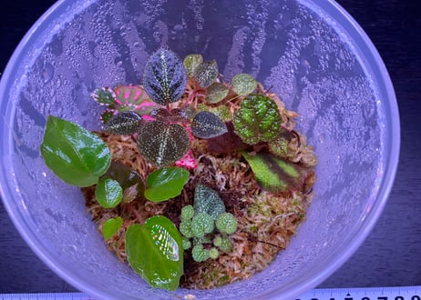 peculiarman　Begonia 5点同梱発送 Begonia susaniae | M・R・G・R