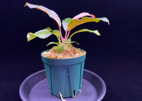 Homalomena Hybrid【M0324-f1】