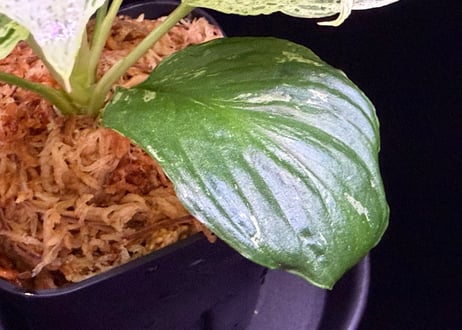 Homalomena sp. 'Variegata' "斑雪" Sumatra Selatan T-180323 TZ便