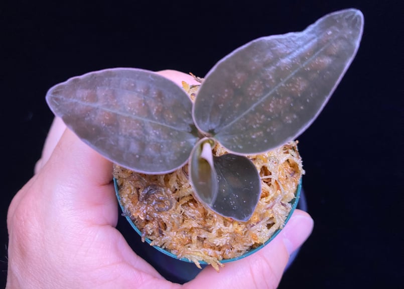 その他観葉植物 Cystorchis sp.\"Papua\" Cystorchis sp. Papua (Brown Type)-Eurycentrum？今後、追加or