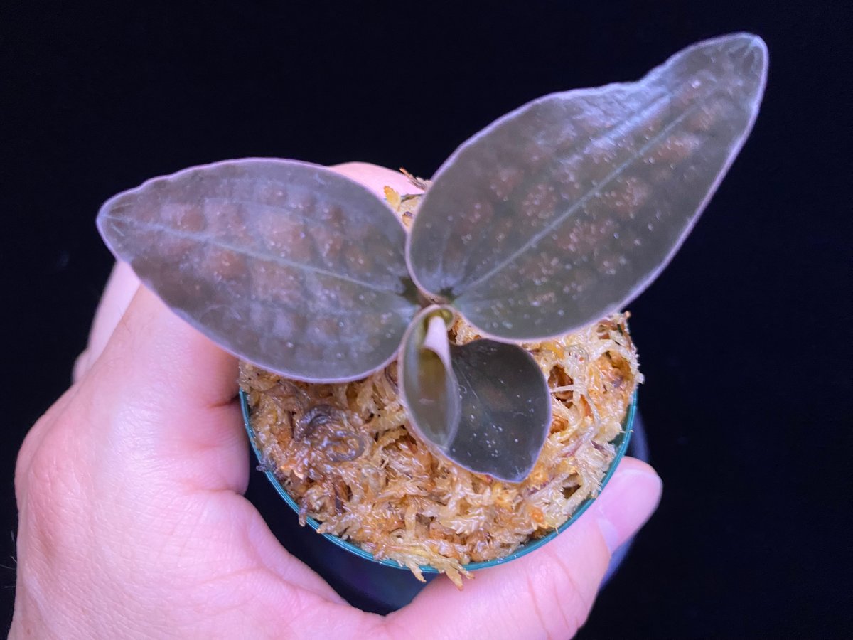 Cystorchis sp. Papuaシストーチス パプア① | 369の杜(ミロクのもり)