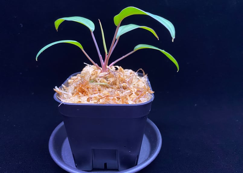 Homalomena sp. Pulau Beltung T-180723 TZ便 | 36