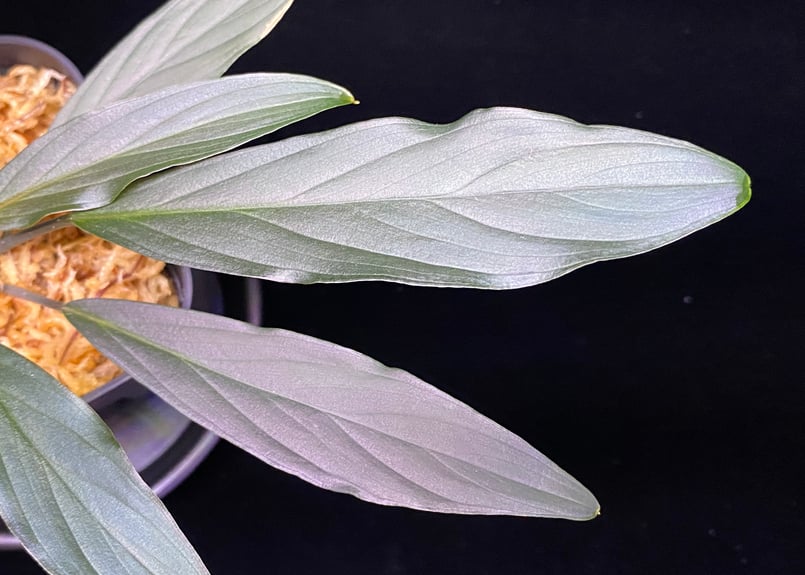 Homalomena sp. “濡烏” Riau sumatera【LA0518-02】LA便