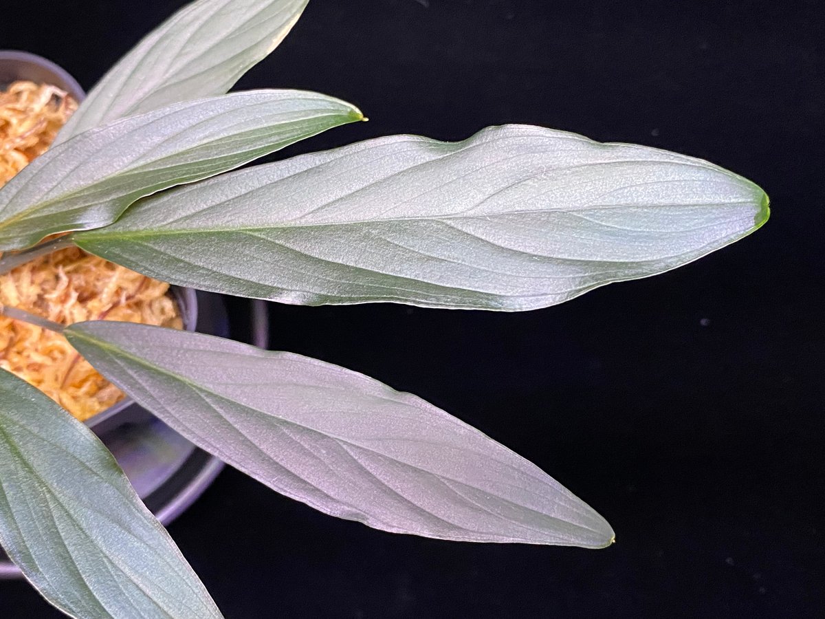 Homalomena sp. “濡烏” Riau sumatera【LA0518-02】LA便