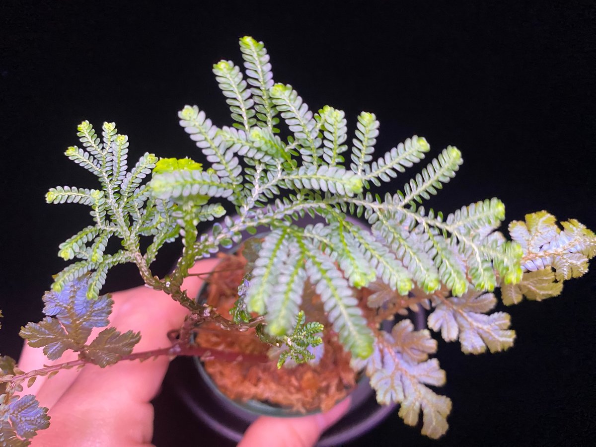 ADA LAB セラギネラ ウィルデノウィ バリエガータ ADA LAB セラギネラ ウィルデノウィ バリエガータ セラギネラ