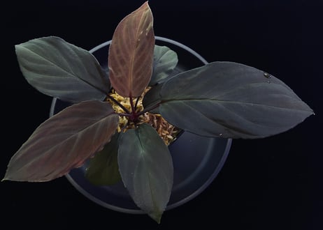 Homalomena sp. 黒錦　Sumatera Utara【ZOE0225-2p】