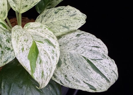 Homalomena sp. 'Variegata' "斑雪" Sumatra Selatan T-180323 TZ便