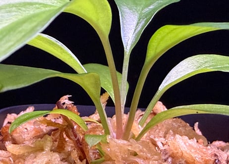 第二弾　Homalomena Hybrid【M1124-f1】