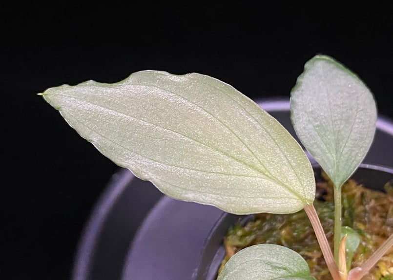Homalomena sp. Sapphire Velvet KN便 ホマロメナ Homalomena sp. Sapphire Velvet KN便 ホマロメナ 【公式通販】
