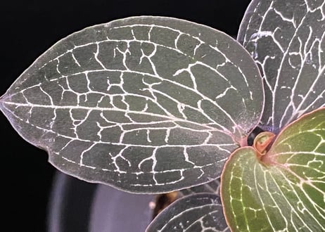Anoectochilus Silver silkアネクトキルス シルバーシルク