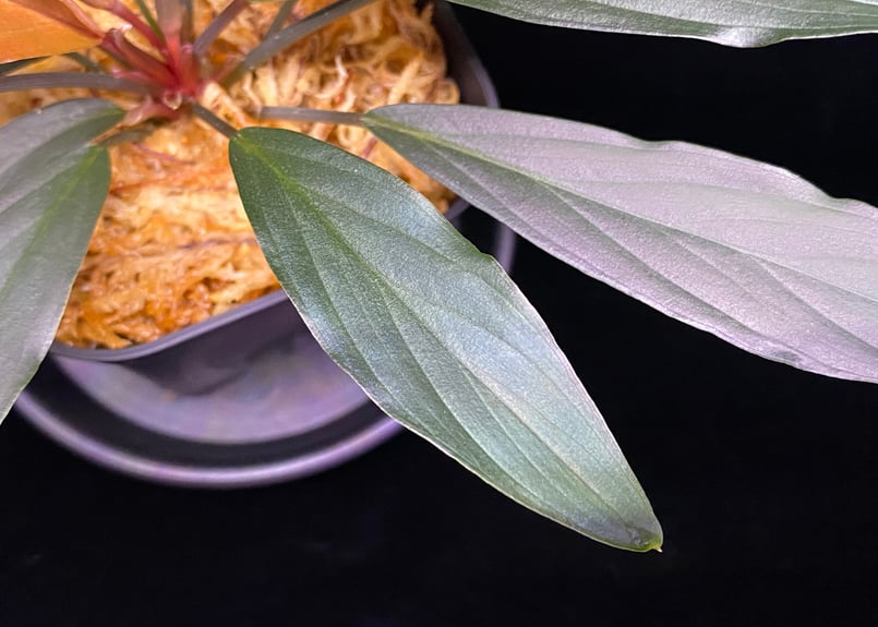 Homalomena sp. “濡烏” Riau sumatera【LA0518-02】LA便