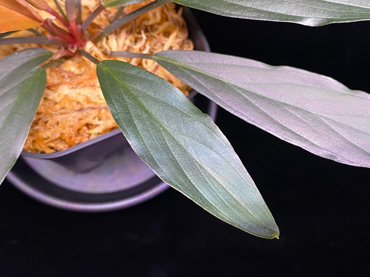 Homalomena sp. “濡烏” Riau sumatera【LA0518-02】LA便