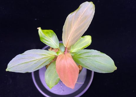 Homalomena Hybrid【M0324-f1】